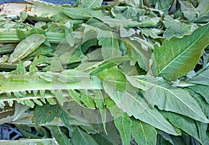 artichoke thistle cardoon Cynara cardunculus