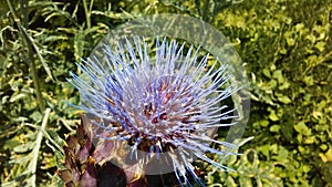 Artichoke Thistle, Cynara Cardunculus Blossoming in Bright Sunlight.