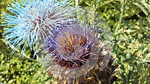 Artichoke Thistle, Cynara Cardunculus Blossoming in Bright Sunlight.