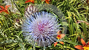 Artichoke Thistle, Cynara Cardunculus Blossoming in Bright Sunlight.