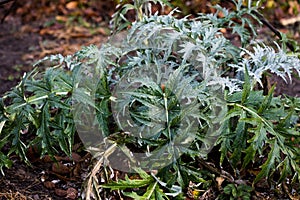 Artichoke thistle leaves - Latin name - Cynara cardunculus