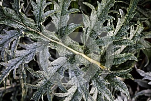 Artichoke thistle leaves - Latin name - Cynara cardunculus