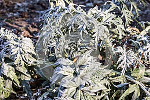 Artichoke thistle leaves - Latin name - Cynara cardunculus leaves in hoarfrost