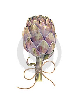 Artichoke watercolor hand drawing.