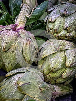 Artichokes