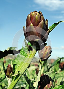 Artichokes