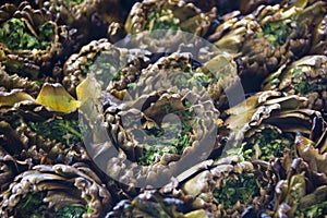 Artichokes cooked on the grill