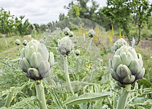 Artichokes, Cynara cardunculus