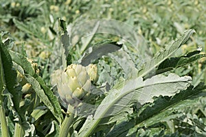 Artichokes ( Cynara cardunculus L. )