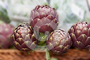 Artichokes Cynara scolymus placed on a market stall