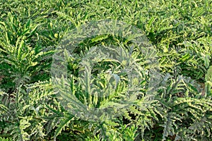Artichokes in a field in Alboraya, Spain