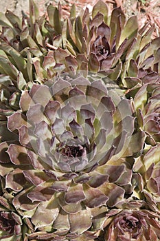 Artichokes flower