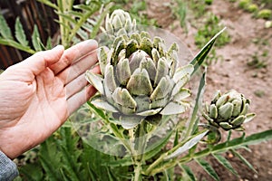 Artichokes in garden farm. Artichoke & x28;Cynara cardunculus var. Scolymus& x29; in hand photo