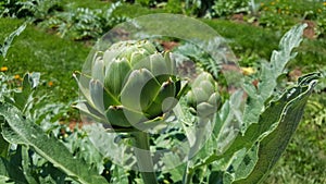 Artichokes growing in a garden