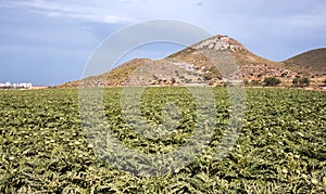 Artichokes Growing - Intensive Modern Agriculture