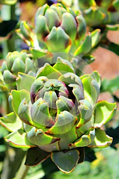 Artichokes