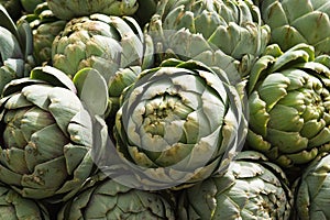 Artichokes in the sunshine