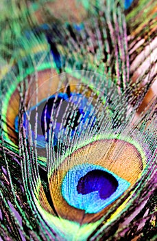 Artictic exotic tropical Peacock Feathers composition, vibrant backdrop.