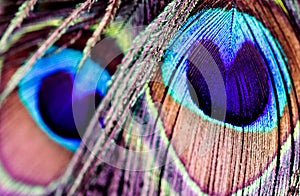 Artictic exotic tropical Peacock Feathers composition, vibrant backdrop.