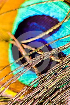 Artictic exotic tropical Peacock Feathers composition, vibrant backdrop.