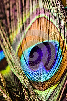 Artictic exotic tropical Peacock Feathers composition, vibrant backdrop.