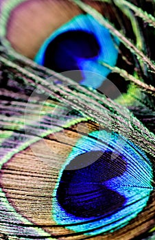 Artictic exotic tropical Peacock Feathers composition, vibrant backdrop.