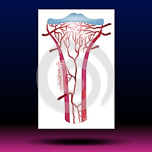 Articular Cartilage - Knee - Joints - Leg - Body Parts photo