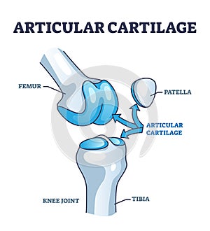 Articular cartilage structure and location in knee joint outline diagram photo