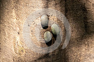 Articulate Nerite snails, Nerita articulata, on a mangrove tree