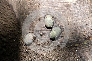 Articulate Nerite snails, Nerita articulata, on a mangrove tree