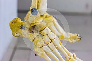 Articulated tarsal metatarsal and phalanges bones showing human ankle joint anatomy in white background