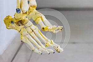 Articulated tarsal metatarsal and phalanges bones showing human foot anatomy in white background photo