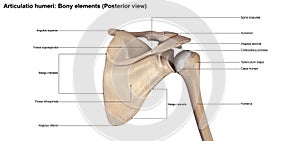 Articulatio humeri_Bony elements Posterior view