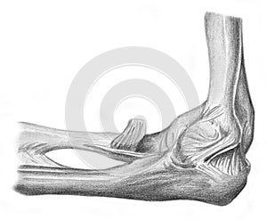 Articulation of the elbow - skeleton