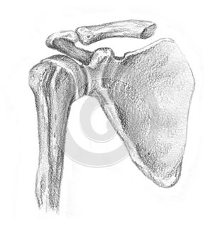 Articulation of the shoulder blade and humerus - s