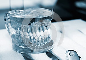 Articulator with dentures