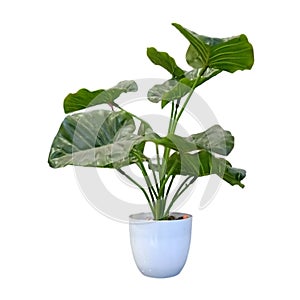 artifial plant with white background