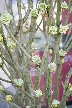 Artifical blooms on bare winter branches