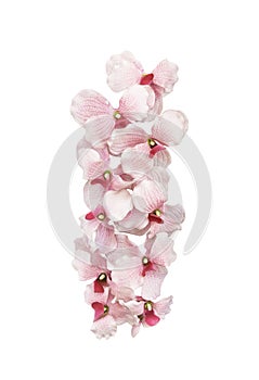 Artifical pink orchid flowers isolated