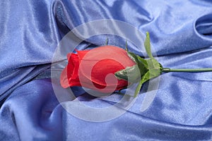 Artifical rough rose photo