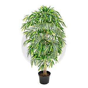 Artificial bamboo tree like real as modern evergreen ecological decoration for interiors