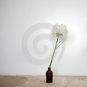 An artificial big dandelion in a vase on a white wall background