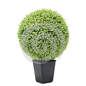 Artificial boxwood ball topiary bush tree like real as modern evergreen ecological decoration for interiors