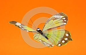 Artificial butterfly in flight