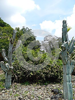 artificial captus made of stone in the garden photo