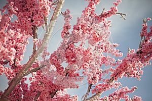 Artificial cherry blossoms. Pink flowers. Paper Tree. Bright branches of plant against sky