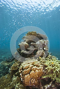Artificial Coral Reef Underwater Bali photo