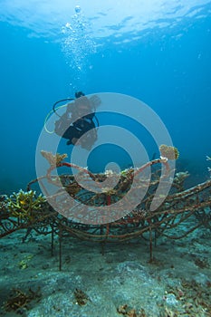 Artificial Coral Reef Underwater Bali photo
