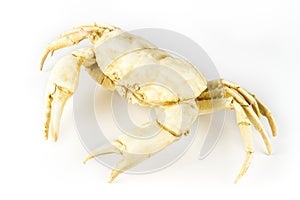Artificial crab isolated on white background