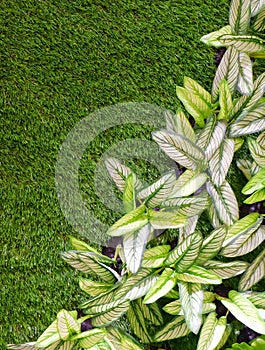 Artificial Dumb Cane or Dieffenbachia Plants on Green Grass